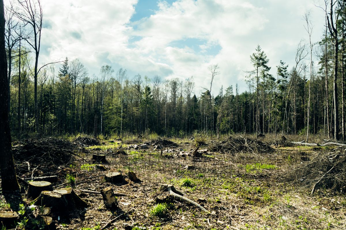 Cleared land lot after professional clearing in Greenwood
