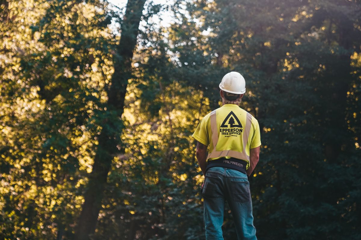 Tree service worker in Greenwood, SC
