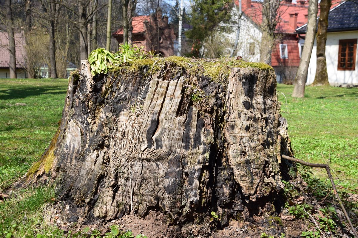 Tree stump ready for grinding in a Greenwood yard